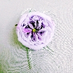 紫薔薇のヘアアクセサリー
